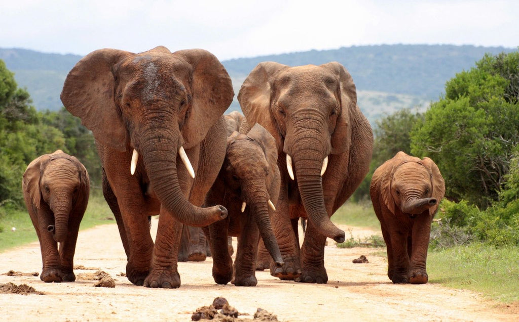 White Elephants Premium Hand Soap