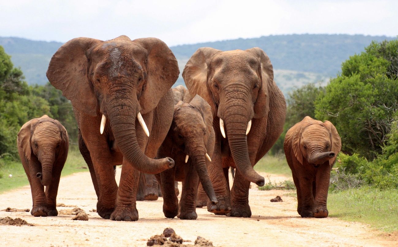 White Elephants Premium Hand Soap