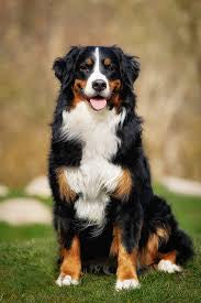 All Natural Dog Flea & Tick Repellant Made with Nourishing Essential Oils