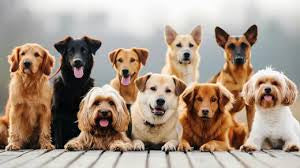 All Natural Doggie Deodorizer & Odor Neutralizer