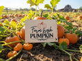Farm Fresh Pumpkin Wooden Autumn Decoration
