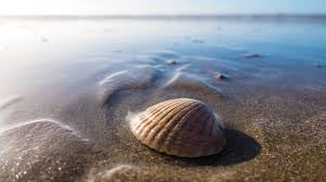 *Seashells By The Seashore* Goat Milk Soap
