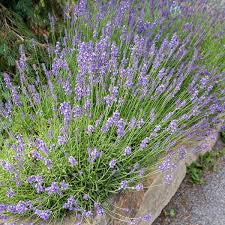 French Lavender Facial Cleansing Oil