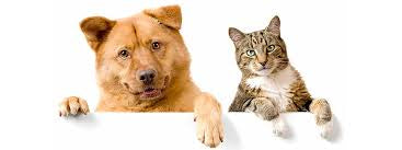Organic Wound Care Ointment for Cats & Dogs