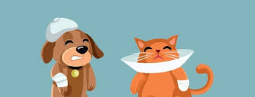 Organic Wound Care Ointment for Cats & Dogs