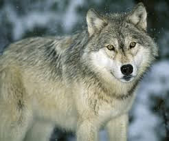 Lone Wolf Eau de Cologne