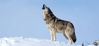 Lone Wolf Eau de Cologne