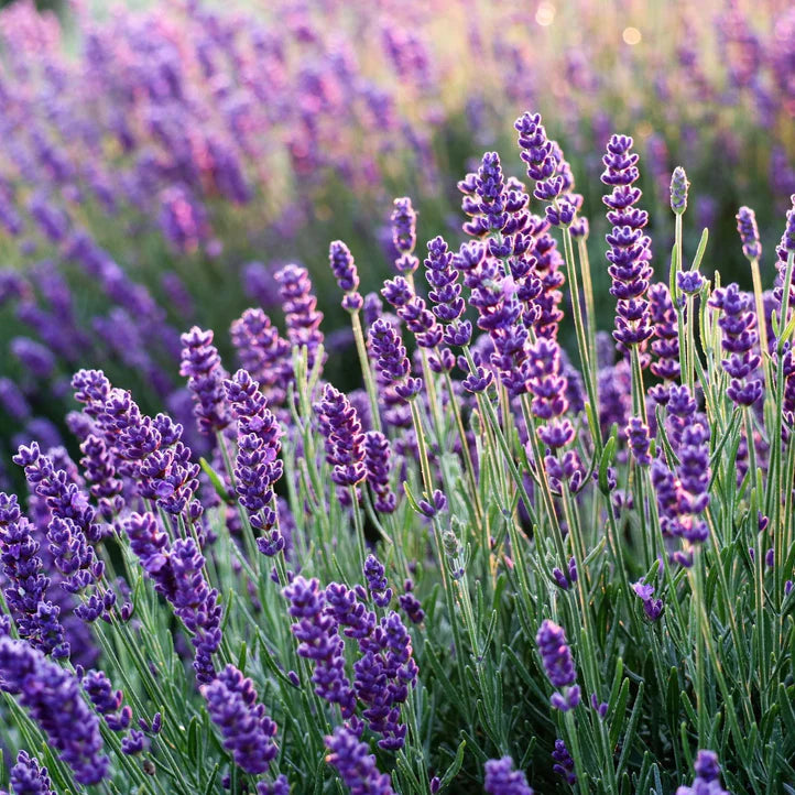 Lavender Natural Deodorant